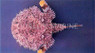 Pancake Batfish :: 10519