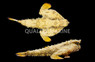 Longnose Batfish