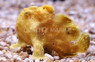 Pictus Anglerfish, Sun Drop :: 10528