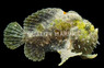 Shaggy Anglerfish