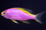 Ventralis Anthias, Female :: 11028