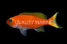 Hutomo's Anthias :: 11056