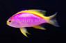 Coral Sea Long-Fin FEMALE :: 11067