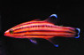Swissguard Basslet :: 11511
