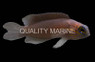 Yellowlined Basslet :: 11515