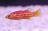 African Basslet :: 11519