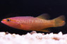 Yellowtail Reef Basslet :: 11524