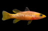 Yellowtail Reef Basslet