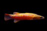 Flathead Perch  :: 11527