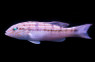 Sand Perch :: 11529