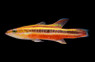 Rainbow Basslet :: 11532