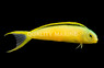 Green Canary Blenny