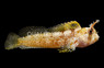 Horned Blenny :: 12512