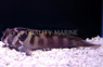 Large Banded Blenny :: 12513