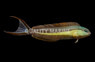 Bundoon Blenny