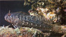 Bay Blenny :: 12560