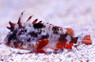 Japanese Kelpfish Blenny :: 12598