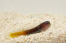 Gulf Blenny :: 12609