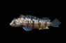 Hairy Blenny :: 12610