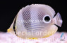 Foureye Butterflyfish :: 13021