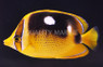 Fourspot Butterflyfish :: 13022