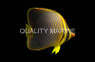 Red Sea Eritean Butterflyfish :: 13061
