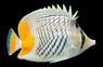 Pearlscale Butterflyfish