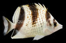 Asian Butterflyfish