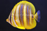 Rainfords Butterflyfish :: 13072