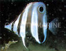 Eastern Talma Butterflyfish :: 13092