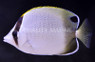African Butterflyfish :: 13103