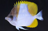 Pyramid Hybrid Butterflyfish :: 13130