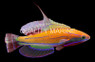 McCosker's Flasher Wrasse