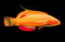 McCosker's Flasher Wrasse
