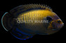Dusky Angelfish