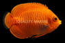 Golden Angelfish
