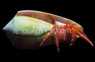 Halloween Hermit Crab :: 52517