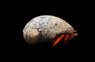 Scarlet Reef Hermit Crab :: 52518