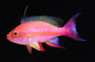 Resplendent Anthias, Male :: 11026