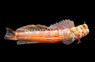 Orange Spotted Blenny