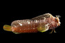 Starry Blenny 