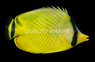 Latticed Butterflyfish