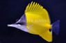 Yellow Longnose Butterflyfish :: 13042