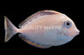 Bluespine Unicorn Tang, Juvenile