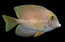 Indian Gold Ring Bristletooth Tang