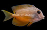 Two Spot Bristletooth Tang