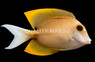 Tomini Bristletooth Tang
