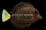 Gem Tang
