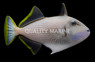 Blue Throat Triggerfish, Male