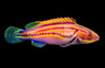Laboute's Fairy Wrasse